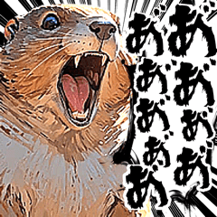 [LINEスタンプ] ず〜っと使える♪迫力MAXマーモット