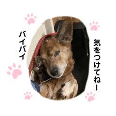 [LINEスタンプ] 愛犬ことらの使えるスタンプ(12)