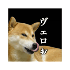 [LINEスタンプ] 柴犬こむぎとボクの三浦半島⑧