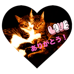 [LINEスタンプ] ミックス猫スタンプ❤️