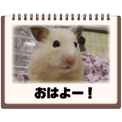 [LINEスタンプ] べあちゃん❤︎すたんぷ！
