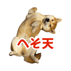 [LINEスタンプ] 柴犬コマとTOSHIファミリー名言スタンプ1