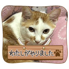 [LINEスタンプ] ペットchan❤️
