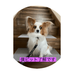 [LINEスタンプ] 僕達パピヨン.ピット＆レオ