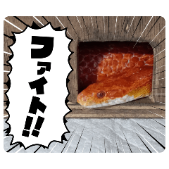 [LINEスタンプ] さんご＆ばなな＆ばたー❤︎すたんぷ！