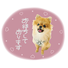 [LINEスタンプ] おたぬのスタンプ♡