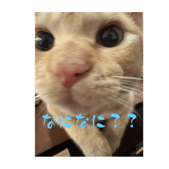 [LINEスタンプ] 保護猫(しじみ＆あさり＆よしむね)