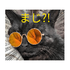 [LINEスタンプ] 動く黒猫まめちゃんスタンプ1の画像（メイン）