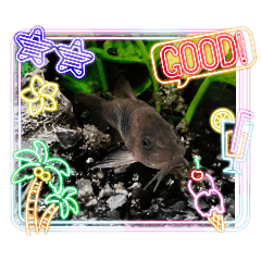 [LINEスタンプ] I loveお魚さんたち