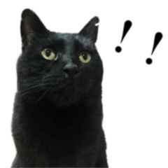 [LINEスタンプ] きゃわわくうちゃん