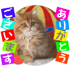 [LINEスタンプ] ねこまーち もこふわプリンセス