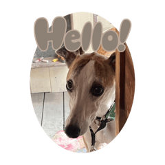 [LINEスタンプ] whippet大也の画像（メイン）