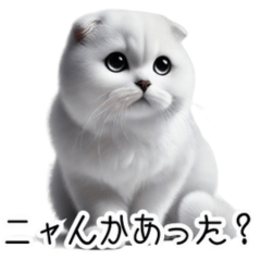 [LINEスタンプ] ホワイトスコティッシュフォールドのスノウ