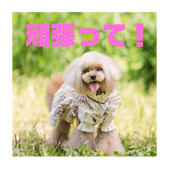 [LINEスタンプ] トイプードル メロディの日常スタンプ4♪