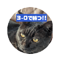 [LINEスタンプ] 動く黒猫まめちゃん2（サッカー応援編）