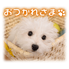 [LINEスタンプ] 可愛いお返事  癒し仔犬♪仔猫♪