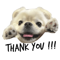 [LINEスタンプ] わんぱく♂ぽむ