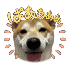 [LINEスタンプ] 柴犬ふくvol.④