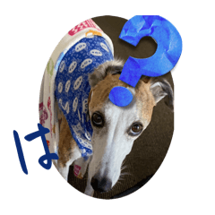 [LINEスタンプ] whippet 大也