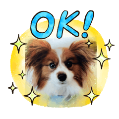 [LINEスタンプ] 僕達仲良しパピヨン.ピット＆レオの画像（メイン）
