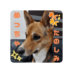 [LINEスタンプ] こことらむ❸の画像（メイン）