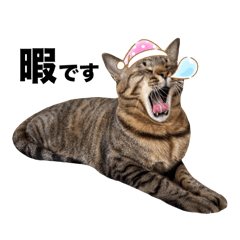[LINEスタンプ] 使いやすいキジトラ猫のスタンプ