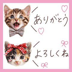 [LINEスタンプ] 日常で使える♡ねこの吹き出しメッセージ