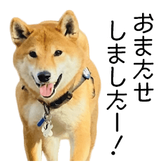 [LINEスタンプ] 日常的な会話をする柴犬_5