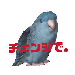 [LINEスタンプ] 動く！連続インコドラマ〜さざなみ寮〜その2