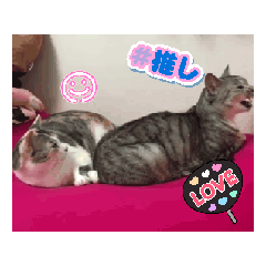 [LINEスタンプ] すずもくりんのかわちい推しスタンプ