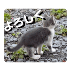 [LINEスタンプ] 猫の仲間たち1の画像（メイン）