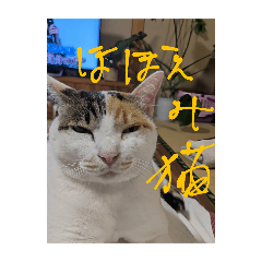 [LINEスタンプ] ほごねこ八ちゃんの日常的思想