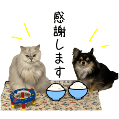 [LINEスタンプ] テツとローラのおしゃべりスタンプ