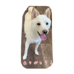 [LINEスタンプ] 白柴 豆柴 ハル (ᐡ.  ̫ .ᐡ ) ①