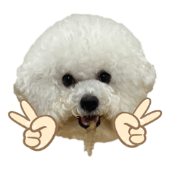 [LINEスタンプ] ビションフリーゼ ベルちゃんのスタンプ2！