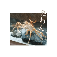 [LINEスタンプ] 広島弁お魚スタンプ