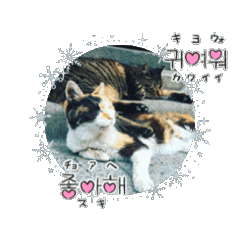 [LINEスタンプ] 猫ちゃんスタンプ（アニメーション）