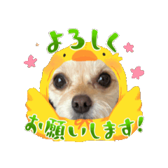 [LINEスタンプ] 加藤家の三姉妹集合！！part3