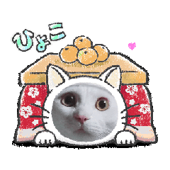 [LINEスタンプ] ねこ 動くスタンプ1