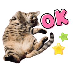 [LINEスタンプ] 猫のキモチ〜蓮華ちゃん〜