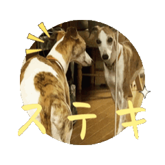 [LINEスタンプ] whippet大也くん笑の画像（メイン）