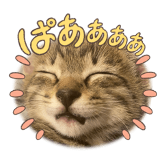 [LINEスタンプ] キジトラ猫のスタンプ②