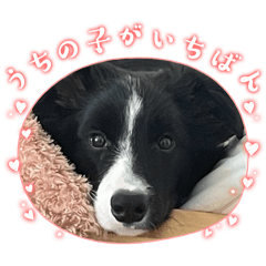 [LINEスタンプ] 僕はハッシュ。ボーダーコリーだよ。