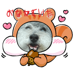 [LINEスタンプ] かわいいととこた