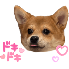 [LINEスタンプ] ポメ柴 ぱーのスタンプ