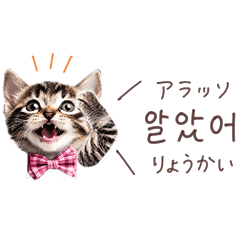 [LINEスタンプ] 韓国語♡ねこの吹き出しスタンプ