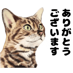 [LINEスタンプ] 日常に使えるリアル動物（返答、挨拶）