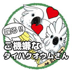 [LINEスタンプ] 喋る‼ご機嫌なタイハクオウムさん