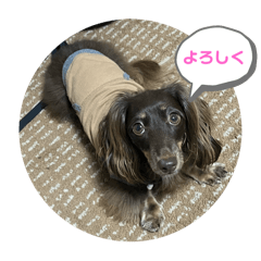 [LINEスタンプ] 犬のういスタンプ