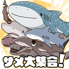 [LINEスタンプ] いろんなサメ大集合！関西弁SHARK ALL STAR